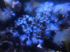 -瑞普利水族馆