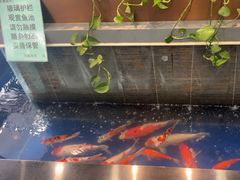 -洞庭家宴·头牌甲鱼(广渠门店)