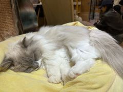 -滚猫咖啡·猫咖·猫友好撸猫(未来城店)
