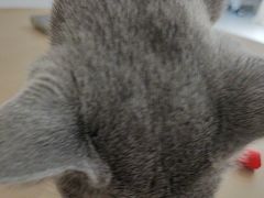 -琪喵猫屋·撸猫猫咖·猫舍
