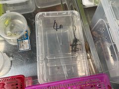 -苏州市皮市街花鸟工艺品市场