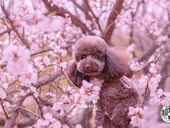 -超宠爱宠物摄影-Super pet