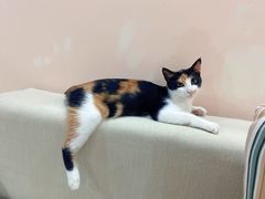 -四月宠物医院·猫专科·心脏专科·内科(转塘店)
