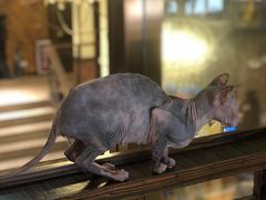 -more than meow吴止猫主题餐厅(承德 中船汇店)