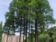 -温江公园