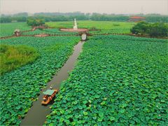 -荷塘月色湿地公园·向阳花洲