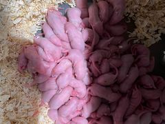 -酷以爬仙阁实体爬宠店·守宫·蜥蜴·专业繁育