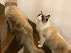 -Catmate·猫肥家润(金润铂宫店)