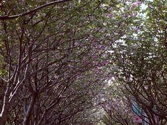 -高东镇樱花园