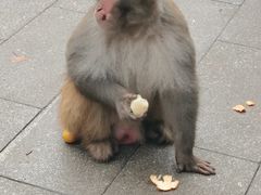-黔灵山公园