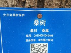 -御林古桑园