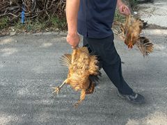 -马陆小张葡萄园农家乐