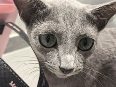 -琪喵猫屋·撸猫猫咖·猫舍