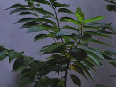 -边渡咖啡烘焙店(昙华林店)