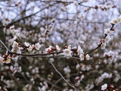 -雨花胜境