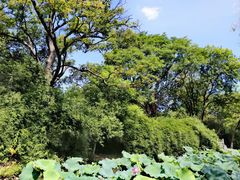-八大山人梅湖景区