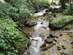 -莫里热带雨林景区