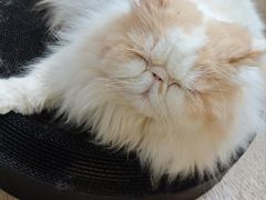 -MOCHA明星猫咖(田子坊店)