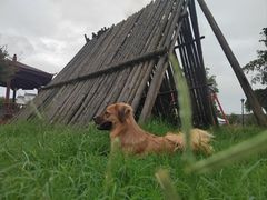 -可蒙动物医院·猫科·骨科中心(首义路店)