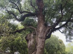 -蒋氏故居