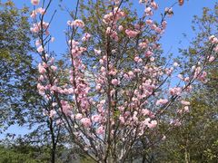 -天适樱花悠乐园