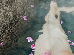 -春晖园度假酒店温泉