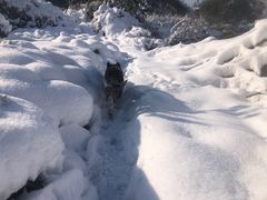 -东莞宠友24H宠物中心医院·转诊夜诊·异宠(新河北路院)