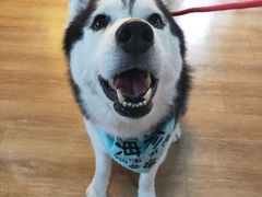 -Husky Go! 哈士奇体验馆·宠物咖啡厅狗咖