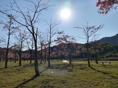 -风云岭森林公园
