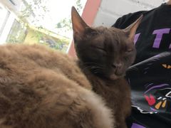 -喵屿·大理花园猫咖