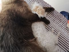 -宠福鑫康馨动物医院·骨科·眼科
