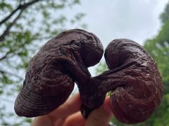 -大连天门山国家森林公园