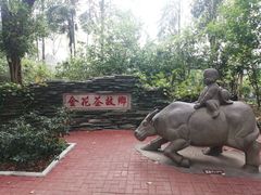 -金花茶公园
