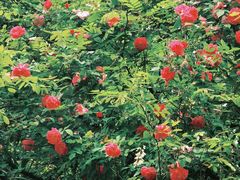 -铁山坪森林公园