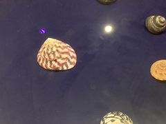 -青岛贝壳博物馆