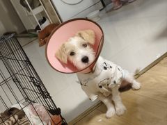 -谐和益家动物医院·免疫绝育·血液透析·宠保定点医院(高新伊藤分院)