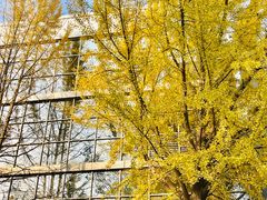 -三里屯东五街银杏大道