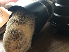 -藦茜花园宠物主题亲子互动体验馆(国顺东路店)
