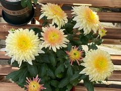 -共青国家森林公园-南大门停车场