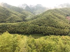 -宁波浙东大竹海景区