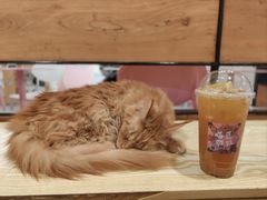 -喵匠猫主题咖啡(凯德和平广场店)