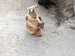 -哈尔滨北方森林动物园