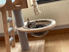 -猫大福·Fortune Cat猫舍(百子湾店)