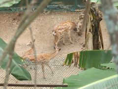 -西双版纳原始森林公园