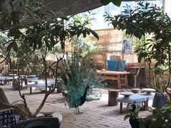 -呀路古热带植物园