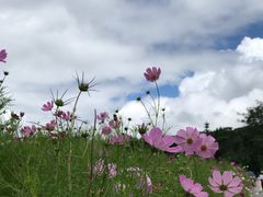 -武陵山森林公园