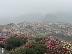 -贵州百里杜鹃风景名胜区