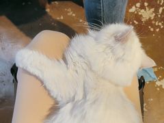 -猫猫幼稚园·撸猫·桌游·电玩