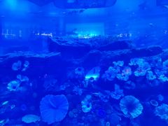 -迪拜水族馆及水下动物园
