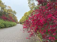 -上海海湾国家森林公园